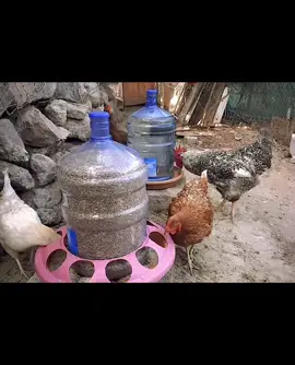 Making Chicken Waterer And Feeder With Bottle 😜 #DIY #idea #ideas #craft #handmade #homemade 