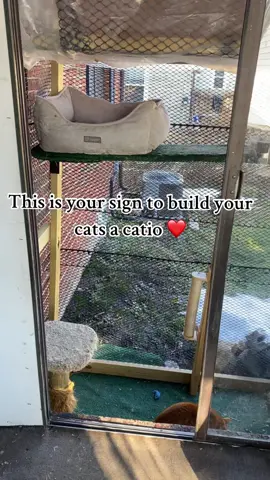 My kittones love to be outside ❤️🐱 #cat #catio #catsoftiktok #outside #adventurecat #cute 