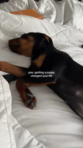 I never thought I’d love him so much, but I feel so much happier when he’s around 🥹🫶🏾 #rottweiler #puppiesoftiktok 
