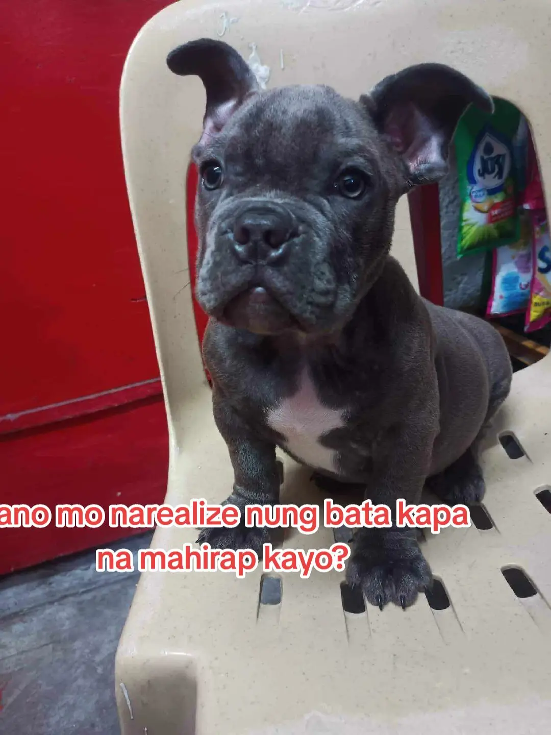 paano mo narealize na mahirap kayo? #americanbully #exoticamericanbullys @Katoto 