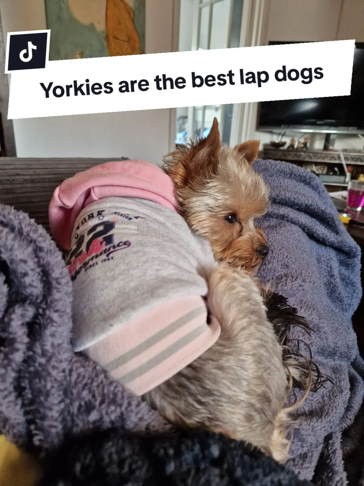 Yorkies are the best lap dogs 🥰 #yorkshireterriers #yorkiesofficial #yorkshireterrierlove #yorkieterrier #yorkieterriermom #yorkiemum #yorkiemommy #yorkshireterrier #yorkie #yorkiemummy #yorkieterriers 