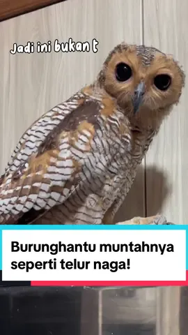 Ternyata itu bukan “thai” nya guys! #bibibfamily #cuteanimals #videolucu #cute #owlsoftiktok #owls #burunghantu 