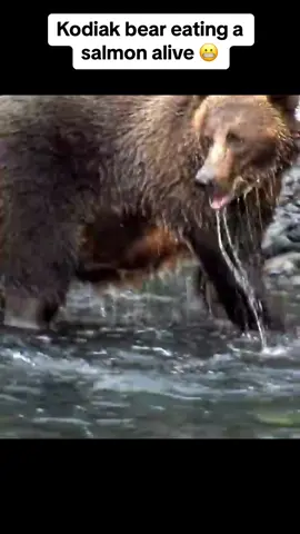 #fyp #nature #wildlife #remarkableanimals #predatorvsprey #hunting  