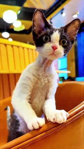 #cutecat #fyp #cat #tiktok #viral #foryou #foryoupage #kucing #katze #pet #แมว #PetsOfTikTok #catsoftiktok #catlover #貓 #adorable #baby #kitty 