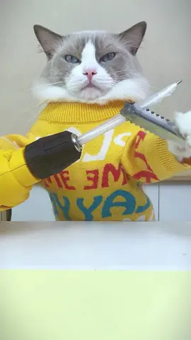 #puffcorn #kittygod_cn #cute #cats #catlover #catsoftiktok 