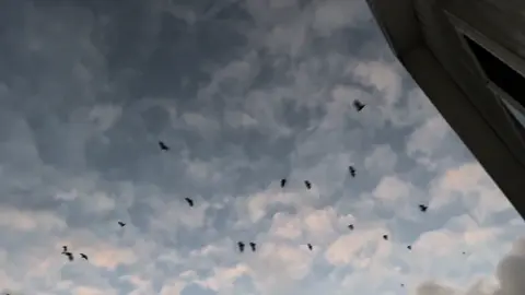 Evening and the bats are out       #fypシ #fyp #foryoupage 