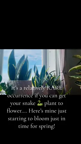 #sunday #weekend #plantcare #tiktok #snakeplants #snakeplantsoftiktok #rare #occurrence #bloom #flower #flowering #white #petal #happy #houseplant #houseplantsoftiktok #plantlove #happy #fypシ #fypシ゚viral #fyppppppppppppppppppppppp #PlantTok 