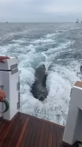 Sea Lion LEAPS onto Boat for Fish! #komodo  #komododragon  #crocodile  #crocodiles  #jaguar  #animals  #wildlife  #wildanimals  #goats  #goat  #pig  #wildebeest  #lion  #wildboar  #snake  #Hyenas  #eagle  #zebra  #tiger  #buffalo  #fyp