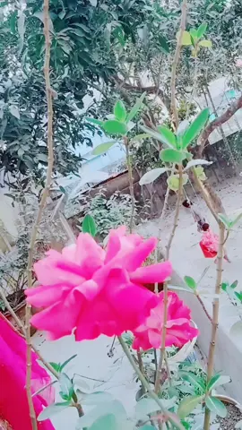 #CapCut #foryou #fouryou🌹💯🌹 
