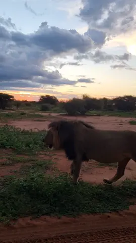 Male Lion plus out of this world sunset - Safari has many moments that paints pictures in your mind that will last a lifetime. Some of them are intimate moments with wildlife like a lion walking past your Safari vehicle like in this clip and sometimes it's about sunsets and every now and again you get them both and magic happens. #wildanimals #bigcatsoftiktok #safari #maratabaluxurylodges #morefamilycollection #lion 