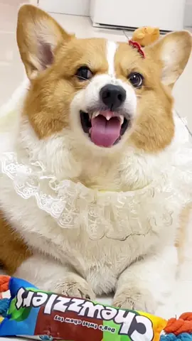 Răng xún mà hay khoe 🤣🤣 #corgi #corgiunan #viral #xuhuong #dog #funny