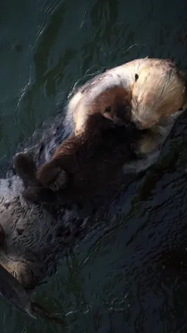 Sea Otters at Morro Bay, California 🦦 #california #seaotters #morrobay 