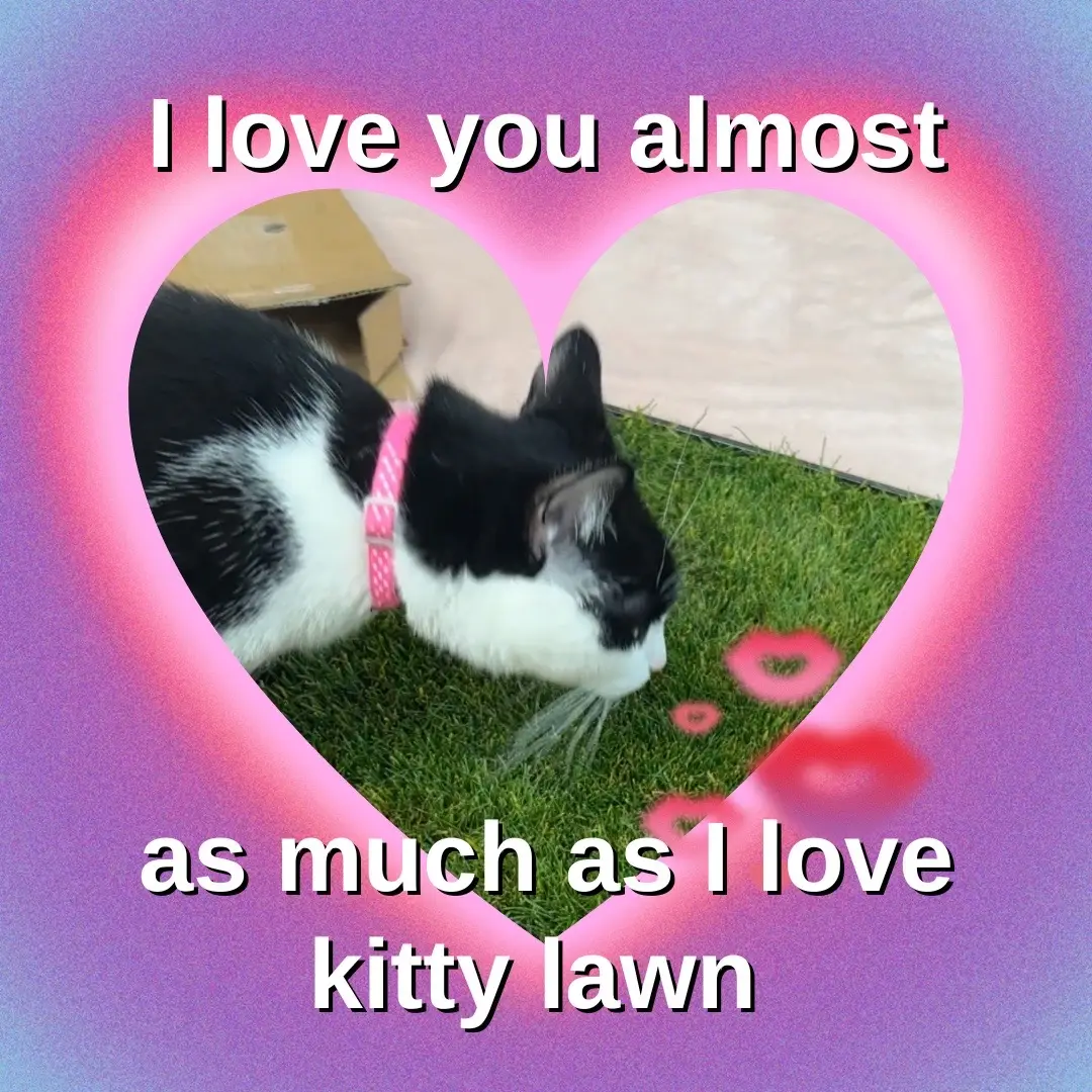 #kittylawn #realgrass #catsoftiktok #catgrass #indoorcat #ValentinesDay #valentinesdaycard  