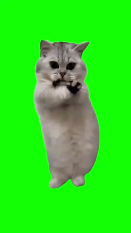 Cat dancing meme green screen free download #cameramanai
