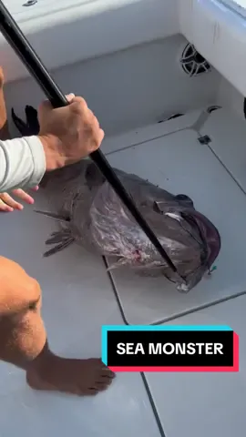 Sea Monsters do exist. Follow the insta link in bio for more. Tiktok no fish were harmed in this video. #florida #offshore #snapper #grouper #animals #reef #seamonster #deep #alien #fish #fishing #fishtok #Lyonfish 