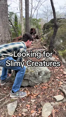 Look at all the slimy creatures I found hidden under rocks and logs!  #creatures #hiddencreatures #critters 