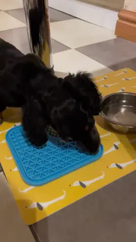 Penny loves the lick matt #dachshund #tiktokshop #tiktokmademebuyit #foryou 