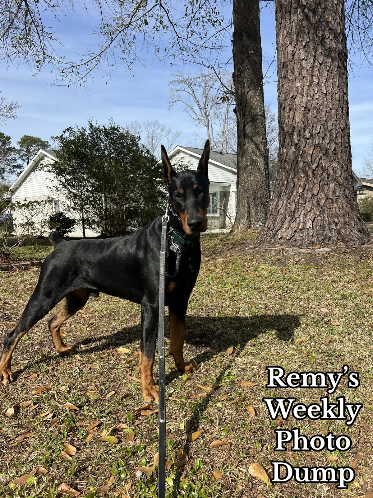 It was a boring week lol. We are leaving for a trip tomorrow so I’ll have a ton of pictures next week! #doberman #dobermanpinscher #dobermanpuppy #puppiesoftiktok #dogsoftiktok #photodump 