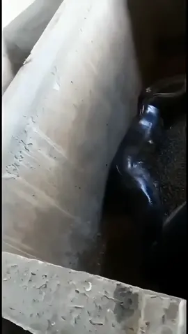 #anaconda #snake #giantsnake  Did you come to feed the pig this morning and see this miracle? Your actions?