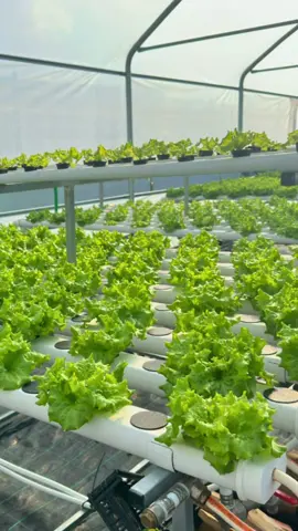 🥬🥬Produção de Alfaces na estufa do nosso cliente 🚀 Com sistema NFT! Venha aprender hidroponia🚀✨ 🌐Acesse nossos cursos e e-book's #ebookhidroponía #ebook #hidroponik #brasil #urbanfarming #hydroponicsystem #agro #formação #cultivosemterra #cultivoindoor #cultivo #hortaliças #terapia #plantas #groho #hidroponiabrasil #hortaurbana 