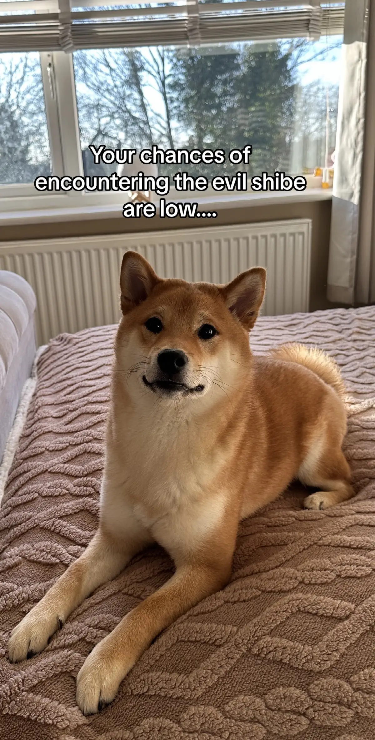 He is not impressed #shiba #shibainu #puppy #dog #dogsofinstagram #dogs #dogstagram #doglover #dogoftheday #doglife #doglovers #doggy #dogsofinsta #dogsofig #doggo #doglove #dogsitting #dogslife #dogsofinstaworld #doggie #dogscorner #dogphotography #dogofinstagram #dogmom #dogsofinstgram #dogmodel #dogwalk #dogood #doge #DogTraining #doggies #dogwalking #dogsandpals