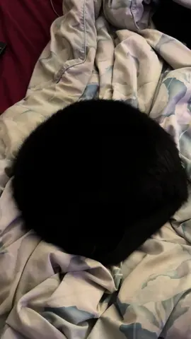 What type of creature is this?  #blackcatsoftiktok #void #catsoftiktok #kitty 