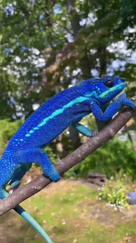 Chameleon Bright Blue #chameleon #blue #unusual #tree #wild #reptile #lizard #climbing #branch #stripe #intelligent