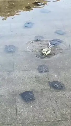 Turtle Buddies save this little guy from Drowning #turtle #turtles #buddies #friend #friends #mates #pals #save #swimming #drowning #drown #capsize #capsized #water #rescue #savetheday #happy #goodday