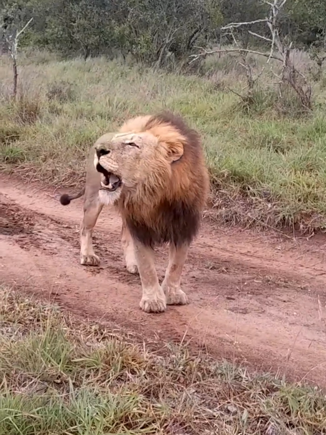 Volume up! 🔊  An incredible encounter with a male lion as he casually walked past one of our vehicles, his powerful roar leaving everyone in awe. 🌿🦁 #malelion #roar #wildlife #safari #bigcats