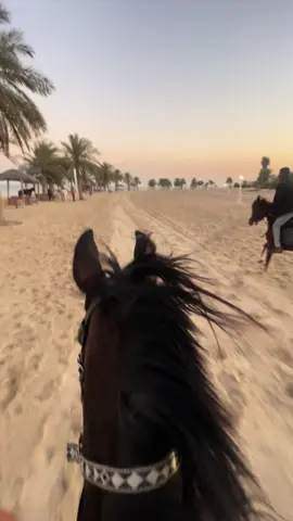 منتجع وشاطئ النخيل . شتوية Malibou Beach  من ارق واجمل الشتويات🎖️🤎.#خيل_وخياله🐎 #مربط_المزرعة_للخيل_العربية_الاصيلة #شتوية 