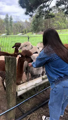 Finally got to feed these funny lil souls 📍Madisons Mountain Retreat, Kurrajong Heights 🦙 + 1 Lama #alpaca #alpacafeeding #funthingstodo #funthings #fun 