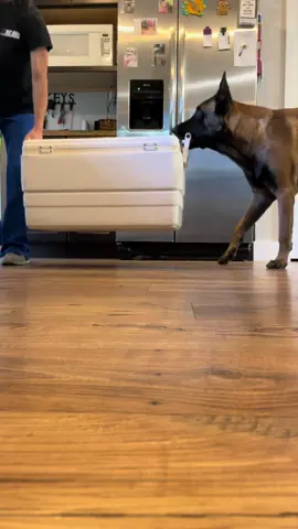 Dog Helps Mom Carry Cooler #doglife #smartdog #happydog #dogtraining *Do Not Try At Home 