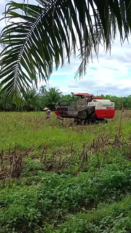 condition na oli si buddy handa na ngayun bantan sa mais#dc70proseries #banat #phantan #dc70plus #kubota #up 