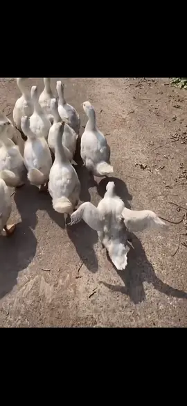 Duckwalk #cute #dễthương #duck #walk 
