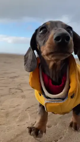 Bonnie at the beach is my favourie thing, watch to see her smile at the end☀️💛  #beachday #beachpuppy #puppy #puppytiktok #doxiesoftiktok #dachshundpuppy #weineedog #sausagedog #dappledachshund #dogsoftiktok #fyp #cutedog 