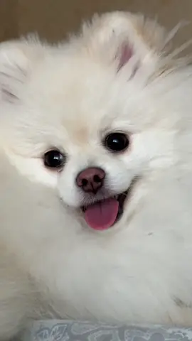 #шпіц #померанскийшпиц #spitz #dogsoftiktok 