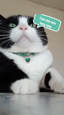 Single Cat For ever 😿🤍💚🖤 👉For Valentine's Day My lovers it's you #cat #fyp #fypシ゚viral #catdance #tuxedocat #newreel #vietnam #song #nostalgia #ValentinesDay #catlover 