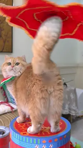 😹