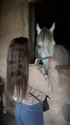 #CapCut #fyp #explore #viral #foryou #foryoupage #tiktok #horseslover #خيل_وخياله🐎 #خيل_عربي_اصيل #خيل ♥️♥️♥️