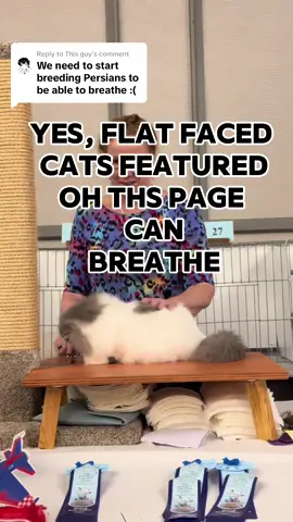 Replying to @This guy Yes. THEY CAN BREATHE.  #cfacatshows #persiancats #persiankitten #responsiblebreeding #cat 