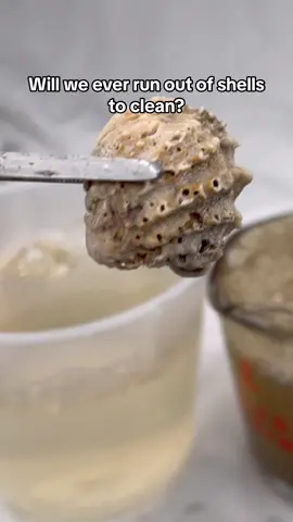 #seashells #ocean #oceanlife #seashells🐚 #cleaningasmr💕🧼🧽 #satisfyingcleans 