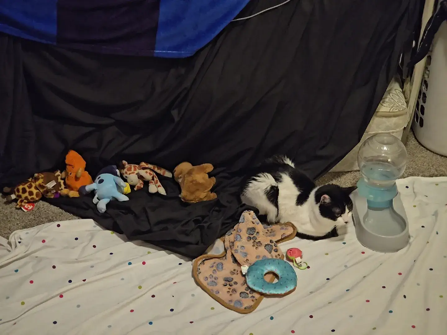 Soupy lined up her toys on the blanket and laied surrounded by her favorite toys and her blankie❤️ #lovemykitty #cutecat #soupypoopy #cattoys #funnycat #sweetbaby 