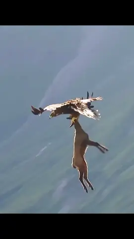 An eagle carrying a deer!😱 #wildanimals #animalsoftiktok #animals #eagles #fly 