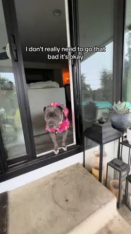 My big tough pittie baby tries to brave the rain in LA #pittiesoftiktok #funnydog #dograincoat #sillypuppy #pittielove #pitbullsoftiktok #staffordshirebullterrier 