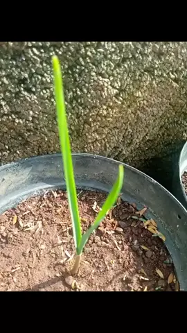 bibit bawang putih setelah 15 hari 🥰 #fypシ #fyp #tiktok #garden #tanamanviral #tanaman #bibit #bibitbawangputih #tanamantiktok 