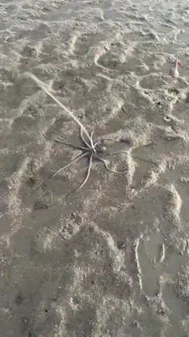 Rescuing an octopus stuck on the beach during low tide this morning  #wildlife #octopus #beach #animals #sealife #malaysia #southeastasia #travelasia #wildliferescue 