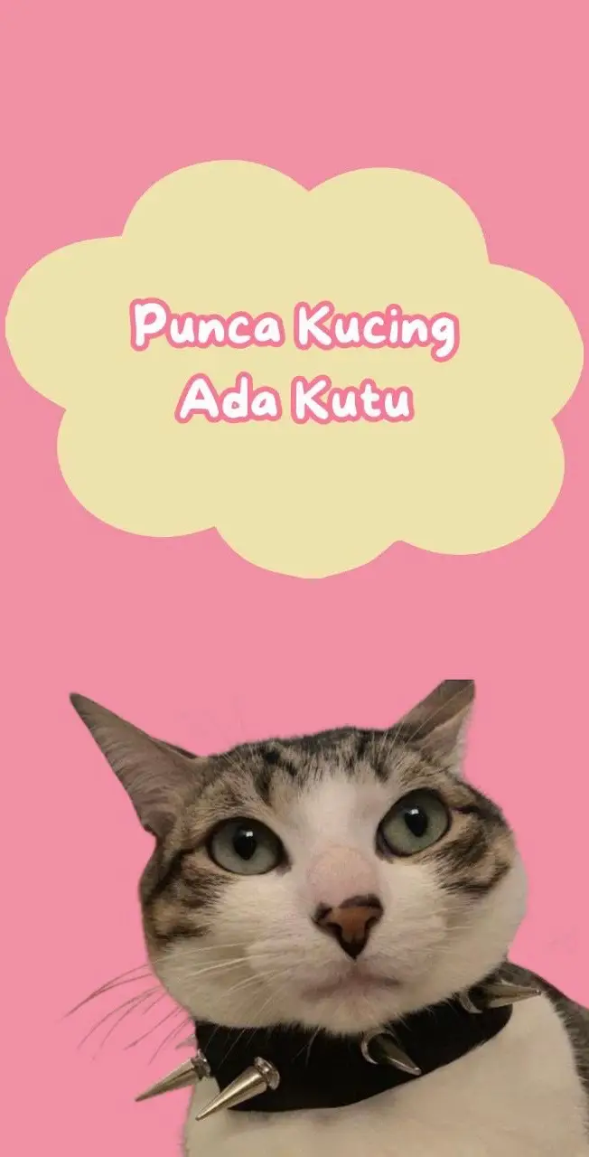 #catsnanny #cathotel #hotelkucingkelantan #hotelkucing #fypシ #fyp #faktakucing #tipskucing 