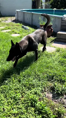 Dog “Find” Game #smartdog #DogTraining #belgianmalinois Scent Work Is The Best Mental Stimulation You Can Give A Dog. They Love It!! 