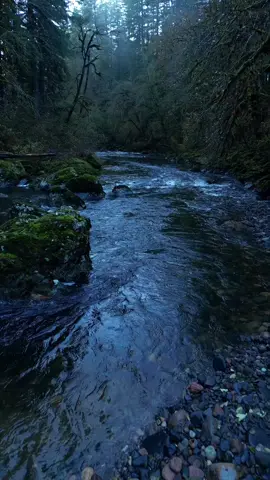 Embracing the moody hues of the day as the river flows gracefully under the somber sky 😌 #river #riverscape #moody #dark #calming #relaxing #tranquil #dji #godisgreat #nature #oregonstate #pnw 