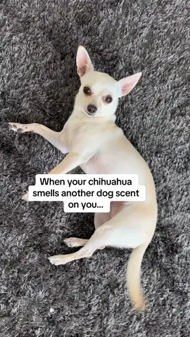 Who?😂😂😍🐶 Love Chihuahua ❤️ For the best Chihuahua videos on Instagram 😍😍 👇🏼 Follow us: @chihuahua.love.corner ❤️ Double tap if you LIKE it 🔔 Turn on NOTIFICATIONS 📩 SAVE for later 📬 SHARE with someone who loves dog 🛍 Shop our links and 10% of our affiliate profit will be donated to rescue organizations. ❤️ Shop and save lives. Credits 🎥 📸 nellitathechi on Tiktok (DM me for credit or removal) All rights and credits reserved to the respective owner. (No copyright infringement intended) #chihuahua #chihuahuas #chihuahua_feature #chihuahua_land #chihuahua_spotlight #chihuahua_lovers_club #chihuahuas_of_instagram #chihuahualife #chihuahualove #chihuahualovers #chihuahua_love #chihuahuaofinstagram #chihuahuaaddict #chihuahuaoftheday #chihuahuagram #chihuahuasofinstagram #chihuahuanation #chihuahuacute #chihuahuastyle #chihuahuadog #chihuahuafan #chihuahuababy #chihuahuasofinstagram_ #chihuahuainstagram #chihuahuaholic #chihuahuamix #chihuahuaworld #chihuahuapuppy